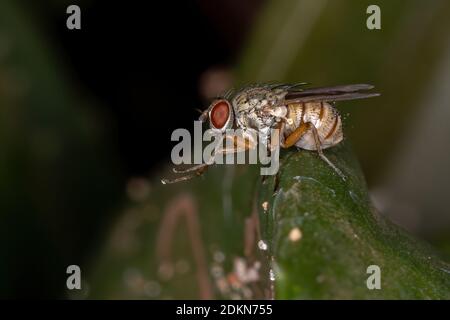 House Fly der Tribe Coenosiini Stockfoto