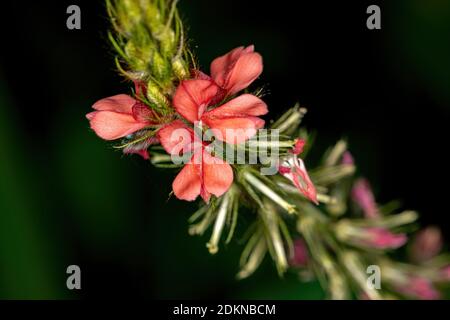 Indigoblümchen der Gattung Indigofera Stockfoto