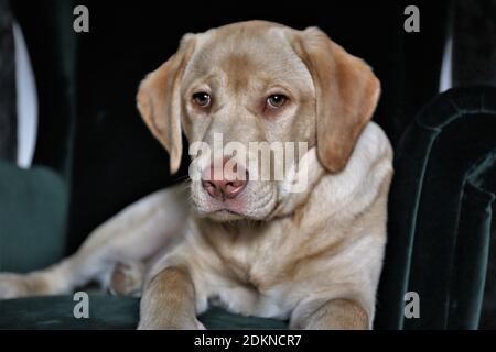 Golden Retriever Welpe Stockfoto
