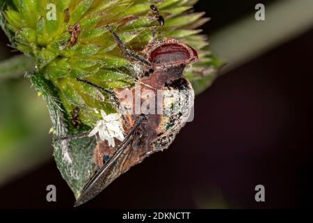 Toter Schlag Fliege der Familie Calliphoridae Stockfoto