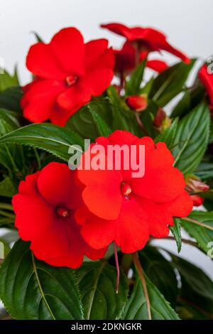 Vielbeschäftigte Lizzie, Flitiga Lisa (Impatiens walleriana) Stockfoto