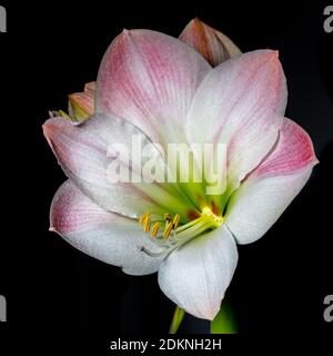 Hippeastrum, Amaryllis (Hippeastrum x Hortorum) Stockfoto