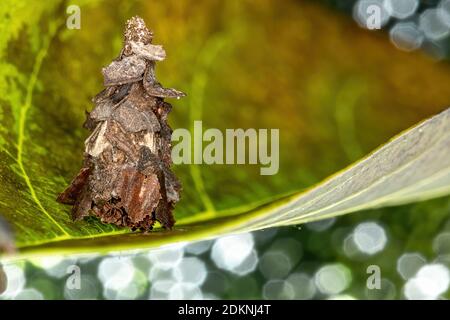 Kleine Bagworm Moth der Familie Psychidae Stockfoto