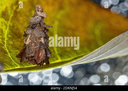 Kleine Bagworm Moth der Familie Psychidae Stockfoto