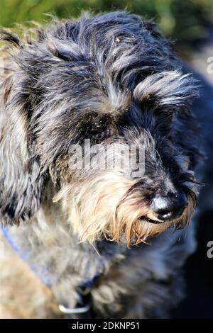 Golden Retriever Welpe Stockfoto