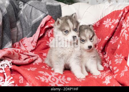 Kleine Husky Welpen liegen auf einer leuchtend roten Decke mit Schneeflocken, Copyspace Stockfoto