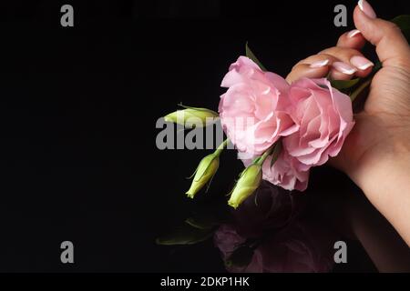 Die Hand einer Frau ballte in ihrer Faust drei rosa Blumen Von Lisianthus oder eustoma mit einer ungeöffneten Knospe auf einem Schwarzer Hintergrund Stockfoto