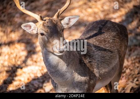 Weißschwanzhirsche (Odocoileus virginianus) im Yellow River Wildlife Sanctuary in Lilburn, Georgia, östlich von Atlanta. (USA) Stockfoto