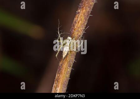 Luchsspinne der Gattung Oxyopes Stockfoto