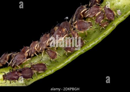 Blattläuse der Familie Aphididae Stockfoto