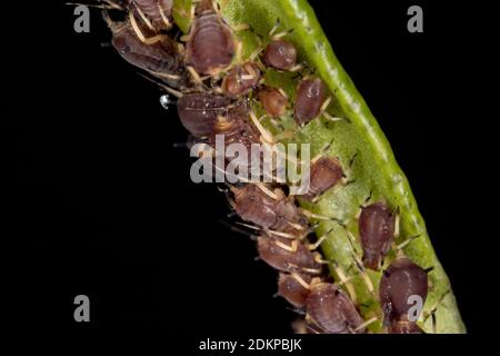 Blattläuse der Familie Aphididae Stockfoto