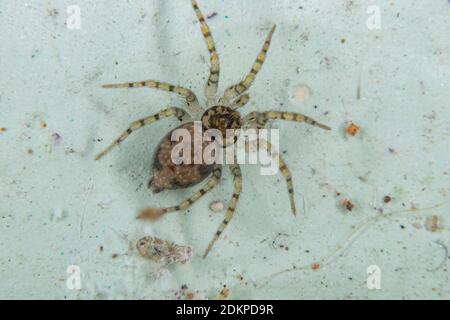 Wandspinne der Art Oecobius navus Stockfoto