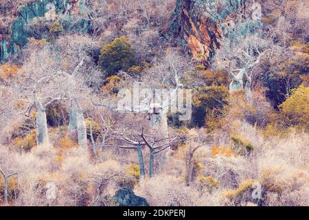 Baobab Baumwald Antsiranana - Bucht von Diego Suarez, Madagaskar. Wildnis Natur Szene, afrika Stockfoto