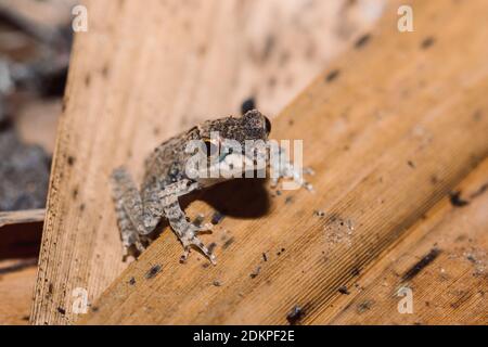 Kleiner Frosch Boophis rhodoscelis, Froscharten, die in den Mantellidae Familie. Masoala Nationalpark, Madagascar Wildlife und Wüste Stockfoto