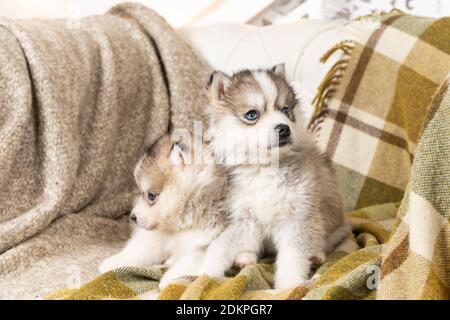 Sehr kleine Husky Welpen. Sie sitzen auf einer hellgrünen Strukturdecke. Auf dem großen Stuhl. Copyspace Stockfoto