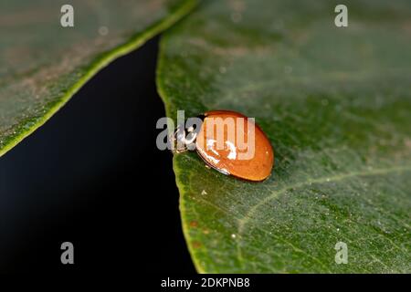 Spotless Lady Beetle der Art Cycloneda sanguinea Stockfoto