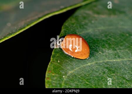 Spotless Lady Beetle der Art Cycloneda sanguinea Stockfoto