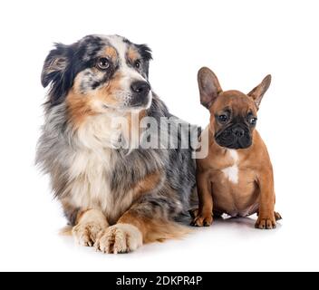 französische Bulldogge und Aussi vor weißem Hintergrund Stockfoto