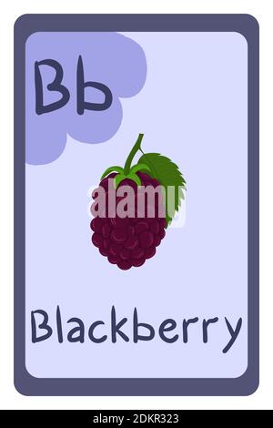 Bildung Flash-Karte abc, Buchstabe B - Brombeere. Vorlagendesign. Grundschulkinder. Phonics-Flashkarte. Lebensmittel Themen ABC-Karten für den Unterricht mit Lebensmitteln, Gemüse, Obst und Nüssen. Serie von ABC. Stock Vektor