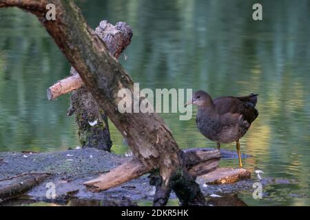 Ein Moorhen steht auf einer kleinen Insel mit Ästen im grünen Wasser. Im sonnigen Morgenlicht. Mit Reflexion. Stockfoto