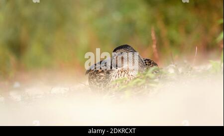 Mallard sitzt an einem Sandstrand mit verschwommenem Vordergrund Stockfoto