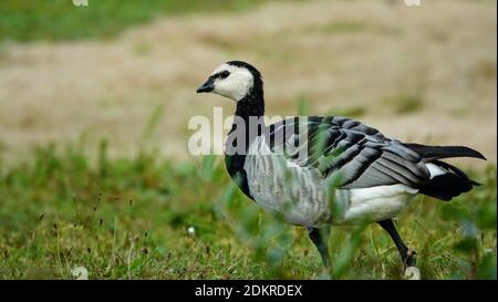 barnacle-Gans, die auf einer Wiese steht Stockfoto