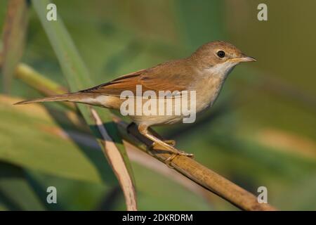 Grasmus zittend op Tak; Common Whitethroat thront auf Zweig Stockfoto