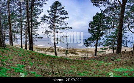 Ostseeküste. Blick auf Nadelwald mit Pinien und Ostseeküste mit weißem Sandstrand und blauem Meer. Panoramalandschaft im Norden. Stockfoto