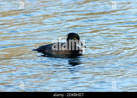 Tufted Ducks sind gemeinsame Tauchenten in den Britischen Inseln gefunden. Das Weibchen ist mattbraun, hat aber auch das markante leuchtend gelbe Auge. Stockfoto