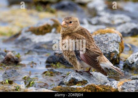 Vrouwtje Ritt in Berg Bergvink beekje, weiblichen Asiatischen Crimson - winged Finch in kleinen Bach Stockfoto