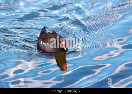 Teichhuhn auf dem Wasser Stockfoto