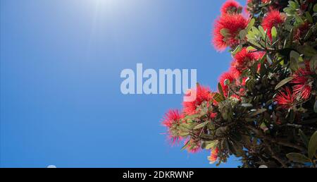 Pohutukawa Baum in voller Blüte gegen den klaren blauen Himmel Mit Sonnenstrahlen an der Spitze Stockfoto