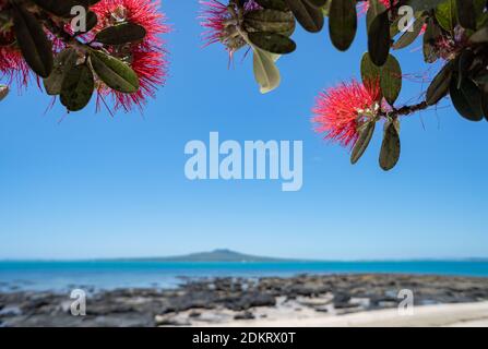 Der Pohutukawa Baum in voller Blüte mit verschwommener Rangitoto Insel Im Hintergrund am Strand von Takapuna Stockfoto
