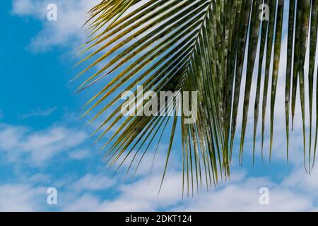 Green colored Coconut tree leaves with blue cloudy sky at the background on the beach Stockfoto