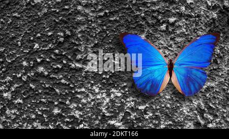 blue butterfly sits on a gray wall Stock Photo