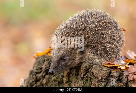 Igel (Wissenschaftlicher Name: Erinaceus Europaeus) Wilder, einheimischer, europäischer Igel in natürlichem Waldlebensraum, im Herbst nach links auf einem Baumstumpf. Stockfoto