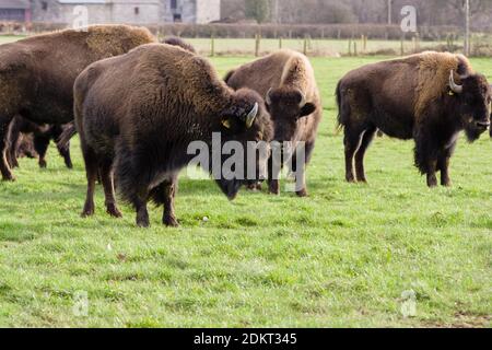 North American bison am Rhug Immobilien in Corwen Wales die Immobilien und Haus des Herrn Rhosneigr für seinen organischen Fleisch und die landwirtschaftlichen Praktiken bekannt Stockfoto