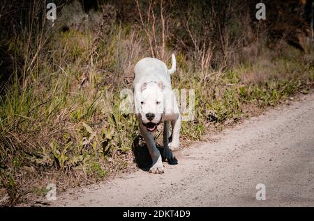 Hund läuft auf dem Feld. Argentinischer dogo. Stockfoto