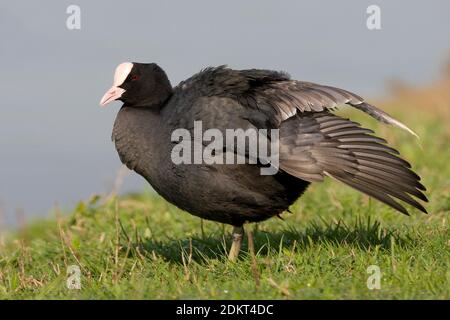 Meerkoet vleugel strekkend; Eurasian Coot Flügel Stretching Stockfoto