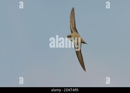 Eurasischen Crag Martin fliegen; Rotszwaluw vliegend Stockfoto