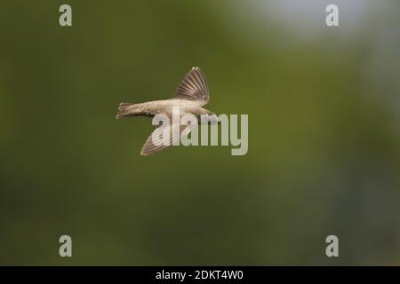 Eurasischen Crag Martin fliegen; Rotszwaluw vliegend Stockfoto