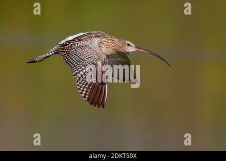 Wulp in de Vlucht; Eurasian Curlew im Flug Stockfoto