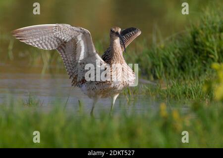 Vleugels Wulp strekkend; Eurasian Curlew stretching Flügel Stockfoto