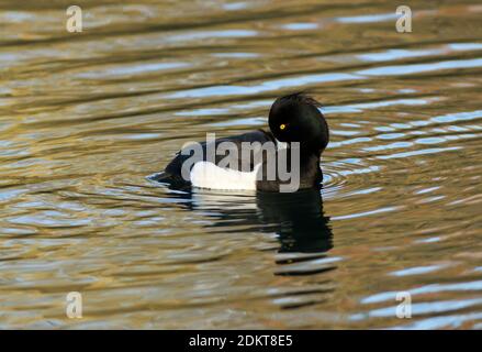 Tufted Ducks sind gemeinsame Tauchenten in den Britischen Inseln gefunden. Das Männchen ist ein unverwechselbares Schwarz und Weiß und hat das unverwechselbare Auge Stockfoto