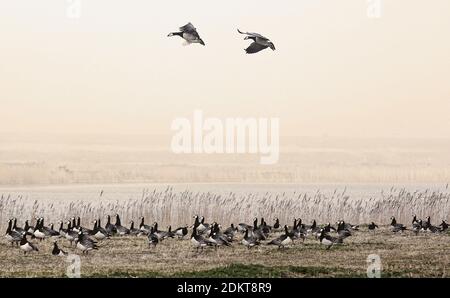 Zwei Weißwangengänse kamen etwas später als der Rest der Herde an. Nebliger Greetsiel an der Nordsee. Stockfoto