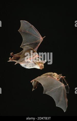 Maus-Eared Hieb, Myotis Myotis, Erwachsene auf der Flucht vor schwarzen Hintergrund Stockfoto