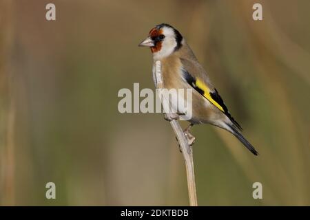 Europäische Goldfinch thront auf einem Zweig; Putter zittend op een Tak Stockfoto