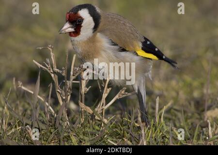 Europäische Goldfinch thront auf einem Zweig; Putter zittend op een Tak Stockfoto