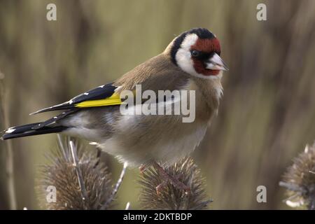 Europäische Goldfinch thront auf einem Zweig; Putter zittend op een Tak Stockfoto