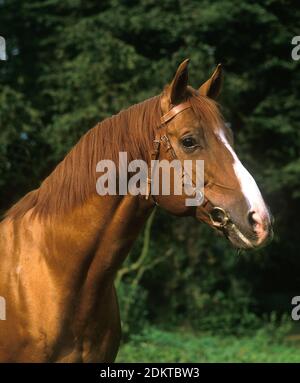 Anglo Arab Horse, Portrait mit Halter Stockfoto